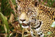 Calhoa, das Jaguarweibchen, auch Phantom des Dschungels genannt, sucht einen geeigneten Platz, um ihre Jungen zu gebähren. Calhoa, das Jaguarweibchen, auch Phantom des Dschungels genannt, sucht einen geeigneten Platz, um ihre Jungen zu gebähren.