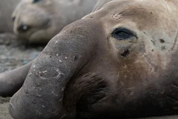 M&auml;nnlicher Seeelefant &ndash; San Benito.