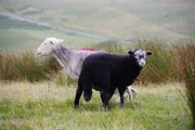 Zu Tisch in... Lake District Staffel 1 Folge 11 Die Schafe geniessen das Leben in der wilden natur