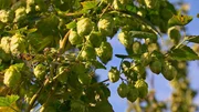 Erntereifer Hopfen Erntereifer Hopfen