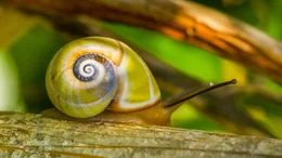 Polymita (Landschnecke).