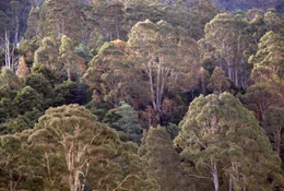 Rodungsarbeiten  in Tasmanien.