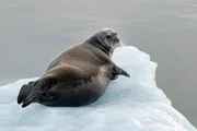 Eine ausgewachsene Bartrobbe auf einer Eisscholle. Eine ausgewachsene Bartrobbe auf einer Eisscholle.