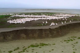 Etwa 2.000 Brutpaare von Rosapelikanen finden sich jedes Jahr auf einer kleinen Insel im S&uuml;den Russlands ein.