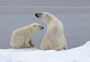 Eine Eisbärenmutter mit einem knapp einjährigen Jungen. Eine Eisbärenmutter mit einem knapp einjährigen Jungen.