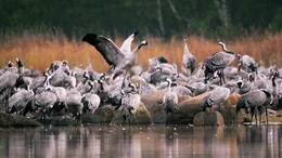 Im Herbst versammeln sich die Kranichfamilien in der Schorfheide, bevor sie in ihre Winterrastgebiete fliegen.