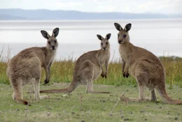 Australisches Riesenk&auml;nguruh auf Maria Island.