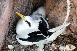 Wei&szlig;schwanz-Tropikvogel mit Jungem, Bird Island.