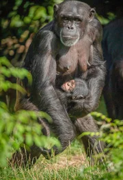 Schimpanse mit Jungem.