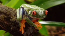 Rotaugenfrosch.
