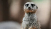 Der Loro Park erwartet zwei neue Erdmännchen aus Madrid. Bevor die quirligen Mitbewohner zu dem Weibchen ins Gehege können, müssen sie aber erst mal eine Weile in der Klinik unter Quarantäne bleiben. Der Loro Park erwartet zwei neue Erdmännchen aus Madrid. Bevor die quirligen Mitbewohner zu dem Weibchen ins Gehege können, müssen sie aber erst mal eine Weile in der Klinik unter Quarantäne bleiben.