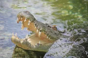 FLORIDA, USA: Maximo, an Australian Salt Water Crocodile, breaks the surface of the water at St. Augustine Alligator Park. The crocodile measures 15 ft 3 in and weighs in at an impressive 1250 lbs. FLORIDA, USA: Maximo, an Australian Salt Water Crocodile, breaks the surface of the water at St. Augustine Alligator Park. The crocodile measures 15 ft 3 in and weighs in at an impressive 1250 lbs.