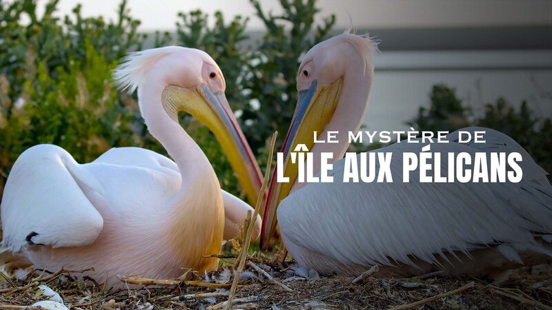 Die Pelikan-Insel – Geheimnis in Russlands Steppe (D, 2023)