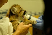 Baby cheetah drinks from a bottle.