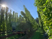 Hopfenernte in der Hallertau, der größten Hopfenregion der Welt. Hopfenernte in der Hallertau, der größten Hopfenregion der Welt.