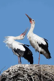 St&ouml;rche sind im Alentejo ein vertrauter Anblick. In D&ouml;rfern wie Torre leben sie friedlich mit den Menschen zusammen.