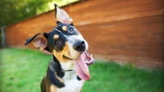 Curious and Happy Tricolor Dog with Tongue out