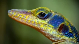 Anolis (Saumfingerechsen).