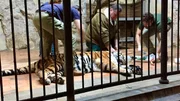 Tier&auml;rzteteam von Vier Pfoten untersucht einen Tiger im Gehege im Zoo von Sofia.
