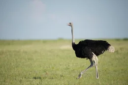 Ein Strau&szlig;enhahn im Makgadikgadi Grasland.  +++ Die Verwendung des sendungsbezogenen Materials ist nur mit dem Hinweis und Verlinkung auf RTL+ gestattet. +++