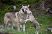 Die Wölfin spielt mit einem ihrer Welpen. Die Wölfin spielt mit einem ihrer Welpen.