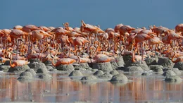 Flamingo-Kolonie in Ria Lagartos.