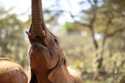 An elephant reaching up to grab food from a tree showing its tusks.