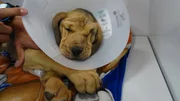 Copper is brought in by his owner since she she was reversing out her driveway and hit him by accident