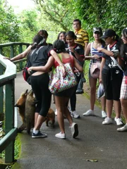Coatis - wie die Nasenbären auf portugiesisch heißen - machen an den Wasserfällen von Iguassu ihrem Namen alle Ehre. Der lange bewegliche Riechkolben führt sie überall dorthin, wo sich viele Touristen an Brasiliens größtem Naturschauspiel versammeln. Coatis - wie die Nasenbären auf portugiesisch heißen - machen an den Wasserfällen von Iguassu ihrem Namen alle Ehre. Der lange bewegliche Riechkolben führt sie überall dorthin, wo sich viele Touristen an Brasiliens größtem Naturschauspiel versammeln.