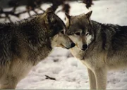 Wenn es draußen kalt wird, ziehen wir uns zurück, erleben den Advent als eine eher besinnliche manchmal auch ruhigere Zeit. Im Bild: Wölfe im Schnee. Wenn es draußen kalt wird, ziehen wir uns zurück, erleben den Advent als eine eher besinnliche manchmal auch ruhigere Zeit. Im Bild: Wölfe im Schnee.
