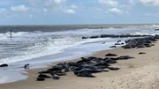 An der englischen Nordseeküste bei Horsey in Norfolk kann man mit etwas Glück das ganze Jahr über Kegelrobben beobachten. An der englischen Nordseeküste bei Horsey in Norfolk kann man mit etwas Glück das ganze Jahr über Kegelrobben beobachten.