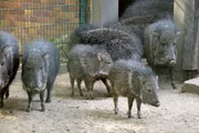 Die Chaco-Pekaris im Tierpark haben Nachwuchs bekommen.