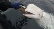 Beluga whale Beluga whale