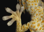 Der Fuß eines Geckos Der Fuß eines Geckos