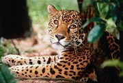 Ein Jaguar - ein kraftvoller Jaeger im Urwald am Amazonas. Ein Jaguar - ein kraftvoller Jaeger im Urwald am Amazonas.