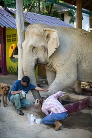 Katherine works on an elephant. Katherine works on an elephant.