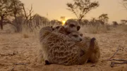 Erdm&auml;nnchen kuscheln im Sonnenuntergang