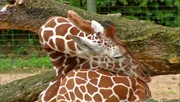 Wie schläft eigentlich eine Giraffe? Wie schläft eigentlich eine Giraffe?