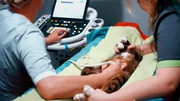 Fachzentrum f&uuml;r Kleintiermedizin in Chemnitz: Die 15 Jahre alte Katze J&auml;gi leidet unter Bluthochdruck, der zum Gl&uuml;ck behandelt werden kann.