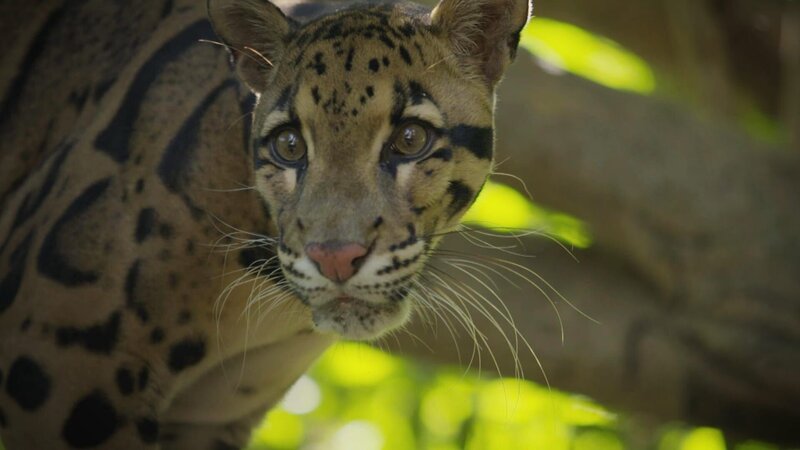 Endangered - Vom Aussterben bedroht (GB, 2021)