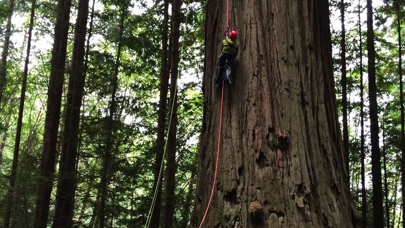 Die Baumkletterer von Kalifornien (D, 2014)