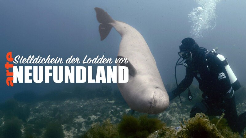 Stelldichein der Lodden vor Neufundland (F/CH, 2025)