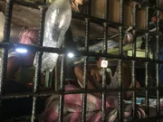 Ein Knast, der aus allen Nähten platzt. In der durchschnittlich 35 Grad heißen Tropenhitze verharren knapp 2000 Häftlinge auf einer Fläche ausgelegt für nur ein Viertel der Menschenmasse. Ein Knast, der aus allen Nähten platzt. In der durchschnittlich 35 Grad heißen Tropenhitze verharren knapp 2000 Häftlinge auf einer Fläche ausgelegt für nur ein Viertel der Menschenmasse.