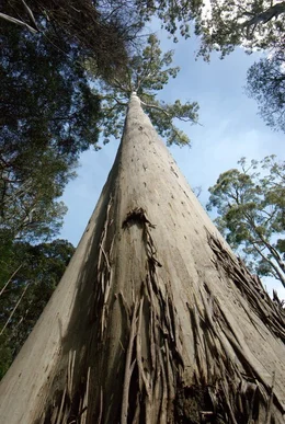 Rodungsarbeiten  in Tasmanien.