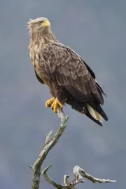 K&ouml;nnen die heimischen Tiere, wie der Seeadler, dauerhaft mit den haupts&auml;chlich menschengemachten Ver&auml;nderungen unserer Umgebung mithalten?