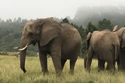 Südafrikas Garden Route Ein Nationalpark zwischen Küste und Wäldern Elefanten im Knysna Elephant Park, Südafrika