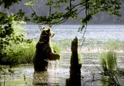 hr-fernsehen LAND DER FALLENDEN SEEN - PLITVICE, Ein Film von Michael Schlamberger. Ein Braunb&auml;r an den Plitvicer Seen.