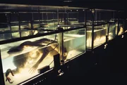 In einem scheu&szlig;lichen Versuchslabor werden menschliche K&ouml;rper, die unter Wasser atmen k&ouml;nnen, in Bassins gehalten ...