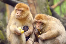 Exotische Tiere: Durch das milde Klima am Bodensee leben Berberaffen bei Salem unter &auml;hnlichen Bedingungen wie in ihrer urspr&uuml;nglichen Heimat.