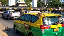 Stadt der Affen: In der Tempelstadt Lopburi bev&ouml;lkern wilde Affenbanden die Stra&szlig;en.